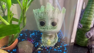 What My Fish Thinks of Groot Air Bubbler Watch Demo