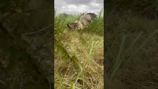 Training Hawk Eagle Hunt birds #training #train #shortvideo #birdofprey #video #eagle #amazing