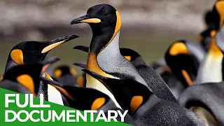 Furious Fifties - Summer in the Wild South Atlantic | Free Documentary Nature