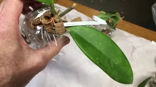 Ordering Plants From Thailand : The Unboxing Video