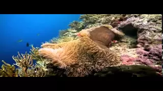 Clown Fish, My animal friends, Animals Documentary