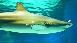 Facts: The Copper Shark (Bronze Whaler)