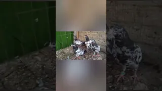 Kabutar Bazi || Top Quality breeds #pigeon #kabutar #viral #shortvideo #shorts #foryou #trending