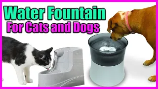 Top 5 Best Water Fountain for Cats and Dogs