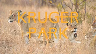 Kruger National Park... Seeing The Big Five!