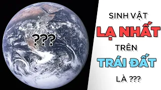 Sinh vật LẠ NHẤT trên TRÁI ĐẤT là ? [Dưa Leo DBTT]