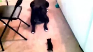 CAT VS DOG FUNNY VIDEO قطة ضد كلاب 2014    Best Cat Video Compilation