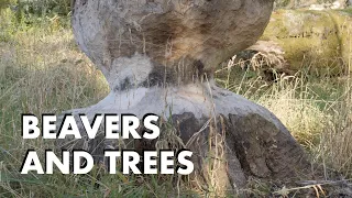 Beavers and Trees