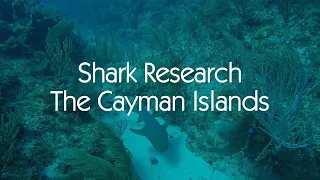 A day in the life of a shark field researcher in the Cayman Islands