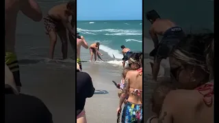 Shark gets stuck on beach #florida