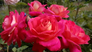 Роза Midsummer ,цветение в июле.