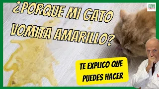 ¿POR QUÉ MI GATO VOMITA AMARILLO? ⚠️ ¿QUE LE PUEDO DAR? ⚠️ TIPOS DE VÓMITO EN GATOS