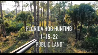 Florida Hog Hunting.