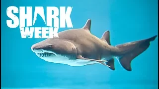 5 Amazing Facts About Sandtiger Sharks | Shark Week