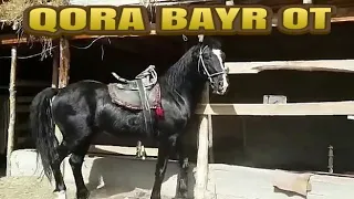 QORA BAYIR OTLARI ULOQ OTI ISHQIBOZLA BORMI!!!