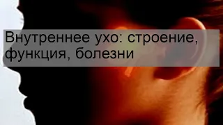 Внутреннее ухо: строение, функция, болезни