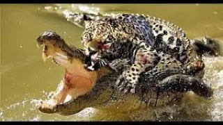 Crocodile Vs Lion For Prey ► Wild Animals Jaguar Vs Antelope; Wild Dog Vs Wild Buffalo ...