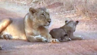 Asiatic lion count in Gir goes up to 523, shows census