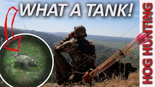 Traditional Bow Hunting California Hogs - GIANT BOAR!