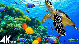 3 HRS of 4K Turtle Paradise - Undersea Nature Relaxation Film + Piano Music by Relaxing The Soul