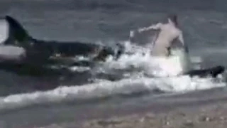 Real or Fake? KILLER WHALES eat man on beach video