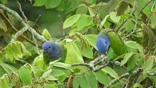 Relaxing music | nature Sounds | Parrots | Пение попугаев | Расслабляющая музыка | Природа 🦜