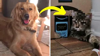 Besitzer denkt, sein Hund sei depressiv und ist erstaunt, als er sieht, was dieser versteckt