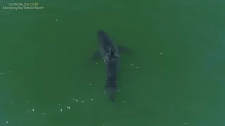 Aerial Footage of Great White Sharks