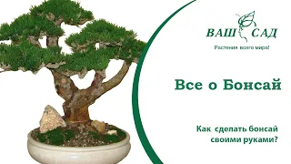 Бонсай – выращиваем экзотику дома! Советы и рекомендации по уходу за Bonsai - Ваш сад