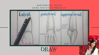 Dental - Draw anatomic tooth - Morphology - Dens incisivus medialis [Tutorial with explanation]