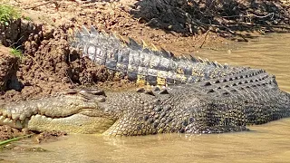 Up close with Crocs @ Corroboree Billabong - NT