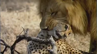 Unbelievable    How the lion kills cheetah ?!