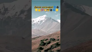 "моя дикая косандра!"🌀🪙😎♠️💥💯👍🎖️🏅🌀😎🌀♠️🔥🖤🌀😎👍💯🔥