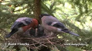 Hýl obecný - (Pyrrhula pyrrhula) - Bullfinch - Gimpel