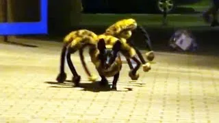 Mutant giant spider dog prank terrifies people