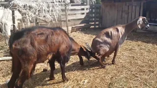 Козел проверяет, какие козы не покрыты 🐐