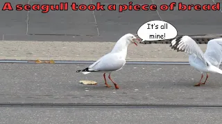 A seagull takes a flat piece of bread and flies away with it