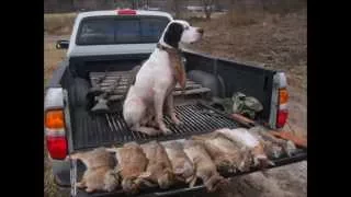 English Pointer hunting pheasant and rabbit Video