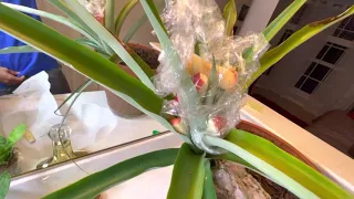 Using Apple Slices to Fruit pineapple plants.