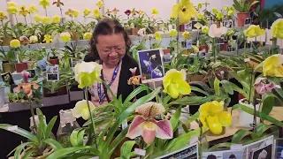 TIOS 2024. Тайваньское интернациональное орхидейное шоу.