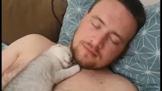 Кошеня скотіш фолд вчиться їсти і спить зі своїм хазяїном