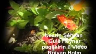 Nesrîn Şêrwan Gulê Heynar