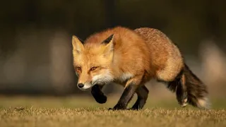 5 Fun Facts About The Red Fox