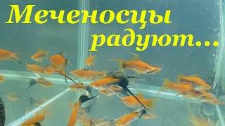 Меченосцы размножение Мальки меченосцев Живородящие аквариумные рыбки