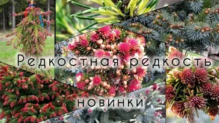 Супер РЕДКИЕ (полное видео) хвойные новинки! 🔥🔥🔥Обзор растений из "прикопа" 29 апреля 2024г