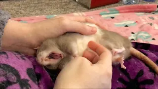 Sleepy Bean Extras - Bean Enjoying Belly Rubs!