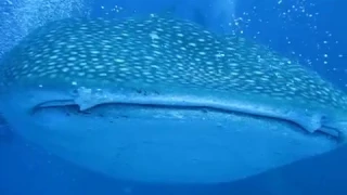 Whale shark eating diver in Maldives