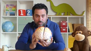 El cerebro del niño...explicado a los niños!!