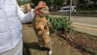 Caramel the cat is very loving and cute but a little jealous