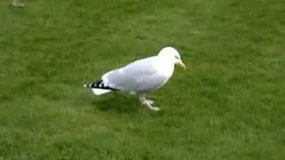 Seagull dance